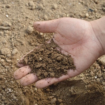 Know your soil – what to grow and what to avoid