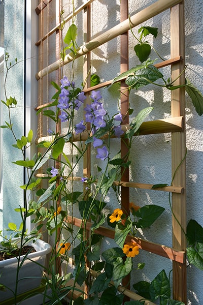 Garden trellis projects – what to grow