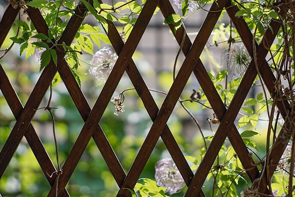 What can I use a trellis panel for?
