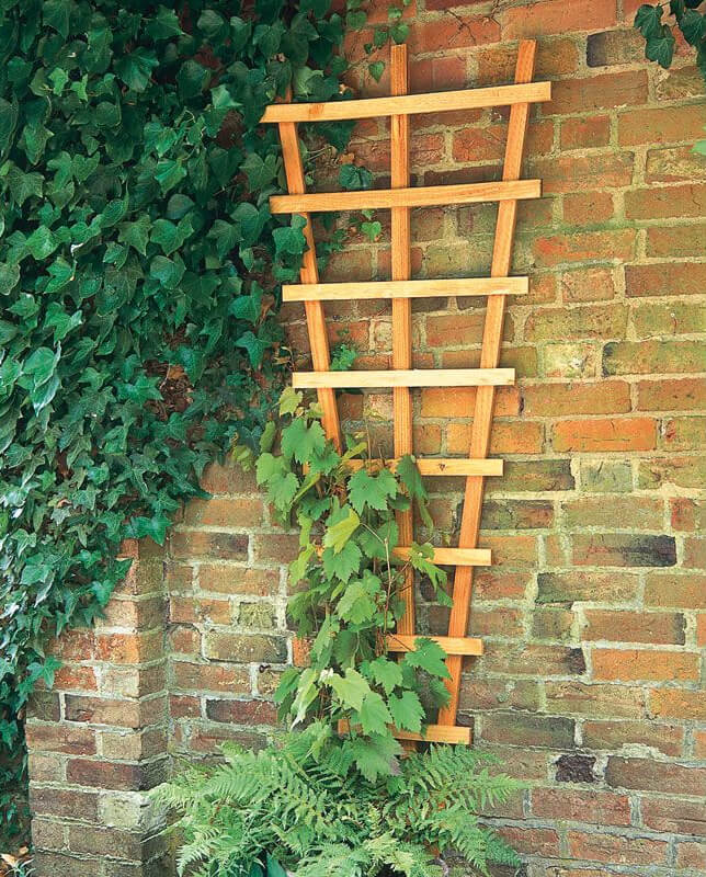 fan-shaped trellis attached to brick wall