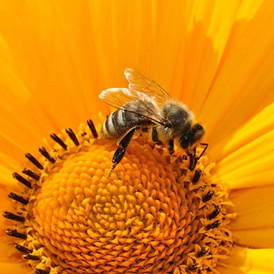 a bee collecting pollen from a sunflower