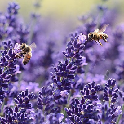 Bees collecting lavender pollen