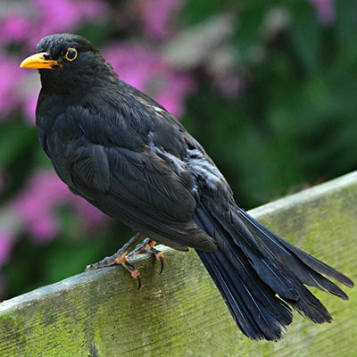 a blackbird on a fence