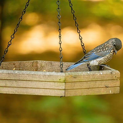 a small bird sitting on a garden bird feeder