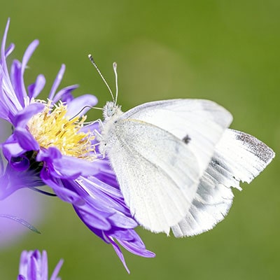 a cabbage white butterfly on a flower