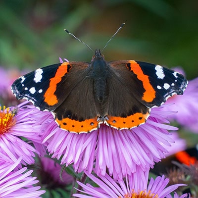 a red admiral butterfly on a flower
