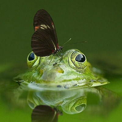 a frog and a butterfly