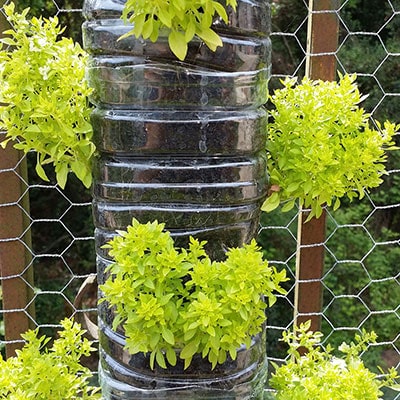 plants growing in pots on a fence - an example of vertical gardening