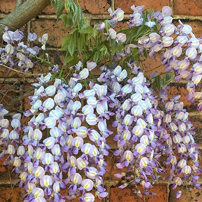 A wisteria's white and purple flowers