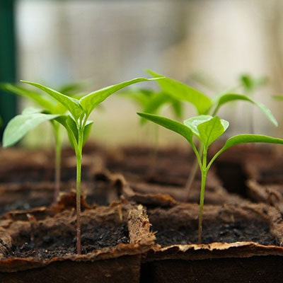 seedlings growing in soil