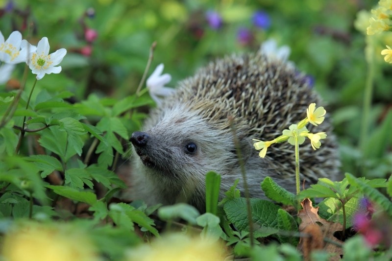 a hedgehog amongst some flowers