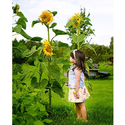 a small girl looking at some sunflowers
