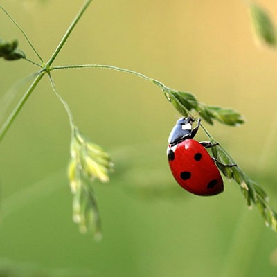 a ladybird on a plant