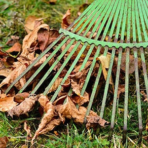 a rake tidying up autumnal leaves and garden debris in a windy area