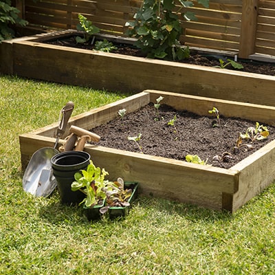 Forest Caledonian Small Raised Bed 3' x 3'