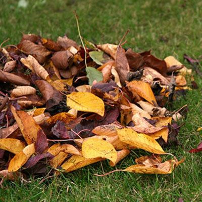 a pile of dead leaves on a lawn