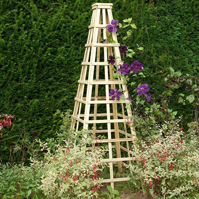 A wooden garden obelisk with purple flowers climbing up trellis sides