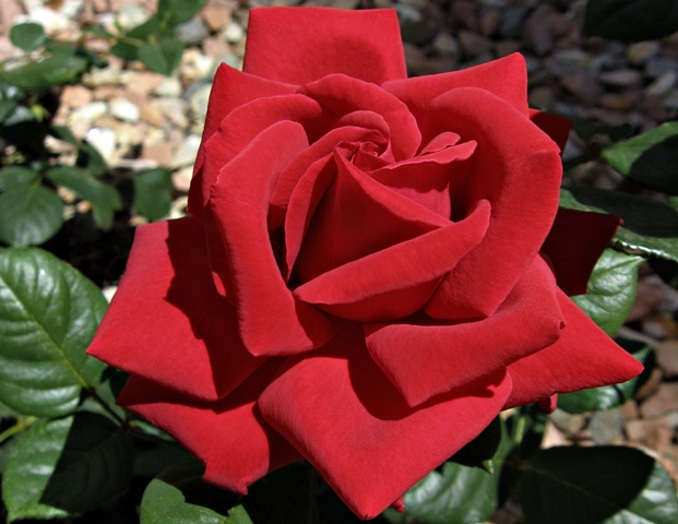 a red rose with glossy, green foliage