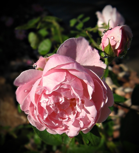 a pink rose bloom with bright green foliage