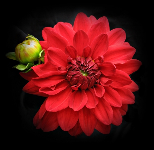 a close-up of a red blooming flower and a ripe bud, both against a black backdrop