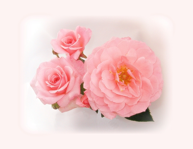 3 pink roses against a white backdrop