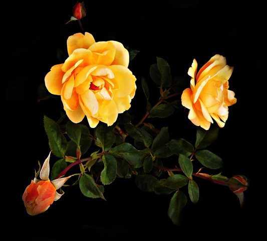 yellow roses against a dark backdrop