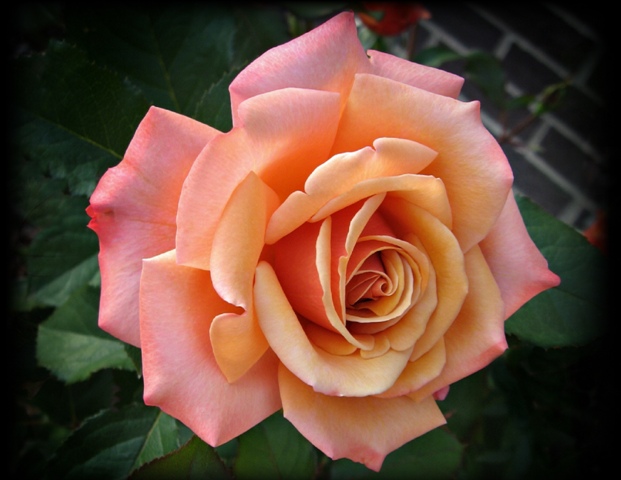 a pink and peach rose bloom with green foliage