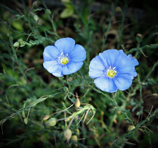 a close-up of 2 bright blue flowers with yellow throats