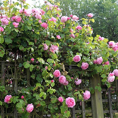 Pink roses growing up a trellis fence