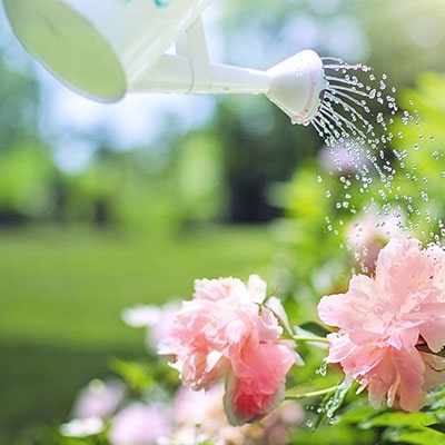 a watering can and pink flowers