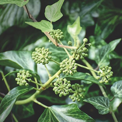 a close-up of an ivy plant