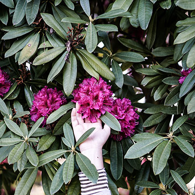 a hand touching purple rhododendrons