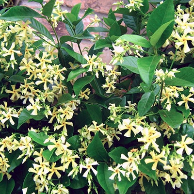 Yellow star jasmine flowers growing against a wall