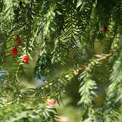 berries on a yew tree