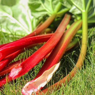 several sprigs of rhubarb on a lawn 